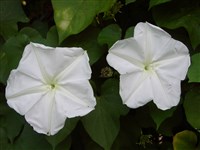 Giant White [Род ипомея – Ipomoea L.]