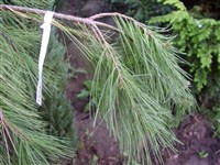 Glauca (1) [Род сосна – Pinus L.]