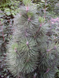 Glauca (4) [Род сосна – Pinus L.]