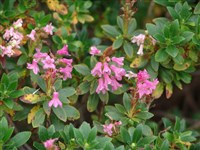 Glenarn [Род рододендрон – Rhododendron L.]