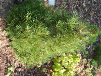 Globosa Viridis [Род сосна – Pinus L.]