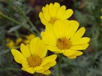 Gloria [Род хризантема (златоцвет) – Chrysanthemum L.]