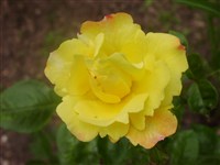 Gloria Dei [Род роза (шиповник) – Rosa L.]