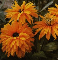 Gloriosa Double Daisy [Род рудбекия – Rudbeckia L.]