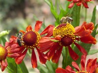 Glutauge [Род гелениум – Helenium L.]