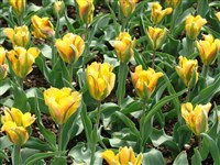 Golden Artist [Род тюльпан – Tulipa L.]