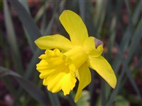 Golden Harvest [Род нарцисс – Narcissus L.]