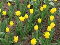 Golden Melody [Род тюльпан – Tulipa L.]