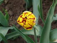 Golden Nizza [Род тюльпан – Tulipa L.]