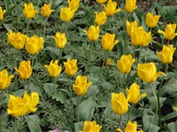 Golden Tango [Род тюльпан – Tulipa L.]