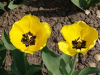 Golden of Apeldorn [Род тюльпан – Tulipa L.]