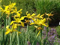 Golden Harvest [Род ксифиум – Xiphium (Mill.) Dykes]