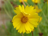 Golden Queen [Род кореопсис (ленок) – Coreopsis L.]
