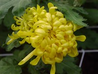 Golden Standart [Род дендрантема – Dendranthema (DC.) Desmoul]