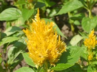 Goldfeder [Род целозия – Celosia L.]