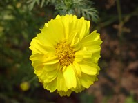 Goldkrine [Род хризантема (златоцвет) – Chrysanthemum L.]