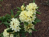 Gomer Waterer [Род рододендрон – Rhododendron L.]
