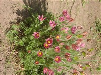 Gotlandica [Род пульсатилла (прострел, сон-трава) – Pulsatilla Mill.]