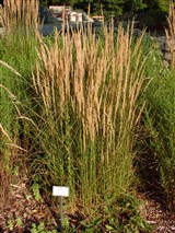 Gracilimus [Род мискантус – Miscanthus Anderss.] (2)