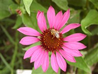 Granatstern [Род эхинацея – Echinacea Moench]