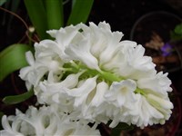 Grand Blanche [Род гиацинт – Hyacinthus L.]
