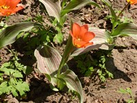 Grand Prestizh [Род тюльпан – Tulipa L.]