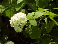 Grandiflora (1) [Род гортензия (гидрангия) – Hydrangea L.]