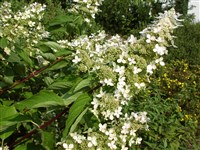 Grandiflora (2) [Род гортензия (гидрангия) – Hydrangea L.]