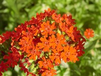Grandiflora (2) [Род лихнис (зорька) – Lychnis L.]