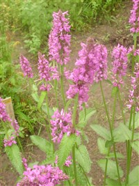 Grandiflora [Род стахис (чистец) – Stachys L.]