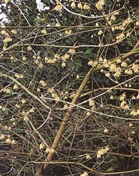 Grandiflorus [Род химонантус (зимоцвет) – Chimonanthus]