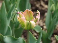 Green Wave [Род тюльпан – Tulipa L.]