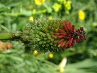 Green Jade [Род книфофия (книпхофия, тритома) – Kniphofia Moench]