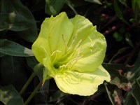 Greencourt Lemon [Род энотера – Oenothera L.]