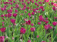 Gres [Род тюльпан – Tulipa L.]