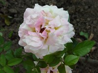 Grus an Aahen [Род роза (шиповник) – Rosa L.]