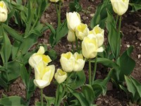 Hans D.Gensher [Род тюльпан – Tulipa L.]
