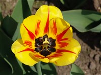 Hans Mayer [Род тюльпан – Tulipa L.]