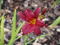 Happy Apply [Род лилейник (гемерокаллис, красоднев) – Hemerocallis L.]