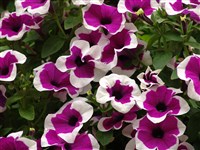 Happy Gal [Род петуния – Petunia Juss.]