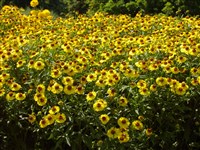 Hartenzonne [Род гелениум – Helenium L.]