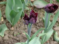 Havran [Род тюльпан – Tulipa L.]