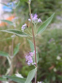 Heavenly Blue [Род крылоорешник (кариоптерис) – Caryopteris Bunge]