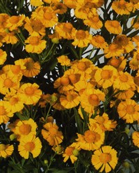 Helena [Род гелениум – Helenium L.] (1)