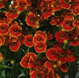 Helena [Род гелениум – Helenium L.] (2)