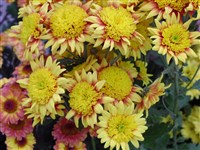 Helioise [Род дендрантема – Dendranthema (DC.) Desmoul]