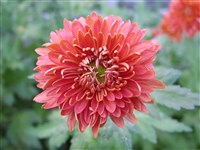 Herbstschauber [Род дендрантема – Dendranthema (DC.) Desmoul]