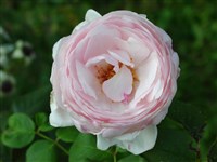 Herytage [Род роза (шиповник) – Rosa L.]