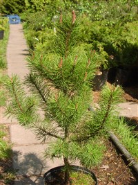 Hesse [Род сосна – Pinus L.]