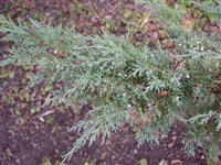 Hetzii [Род можжевельник – Juniperus L.]